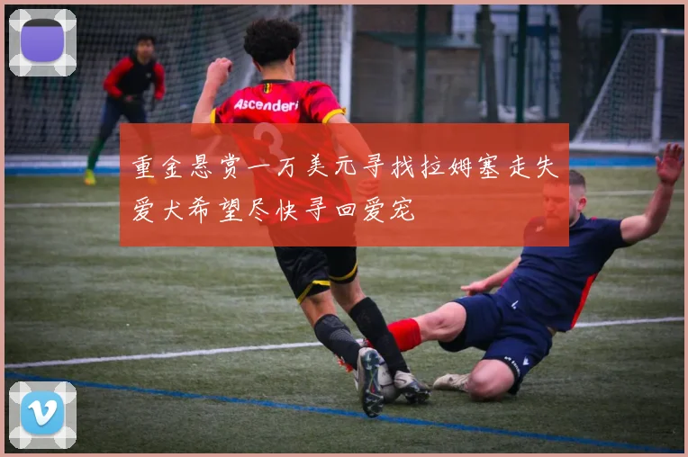 重金悬赏一万美元寻找拉姆塞走失爱犬希望尽快寻回爱宠